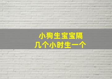 小狗生宝宝隔几个小时生一个