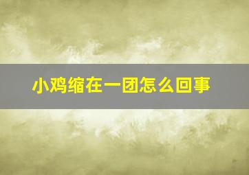 小鸡缩在一团怎么回事