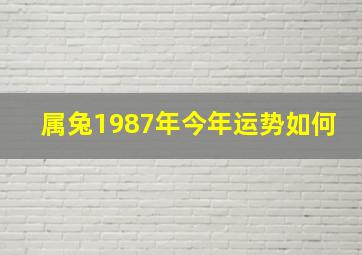 属兔1987年今年运势如何