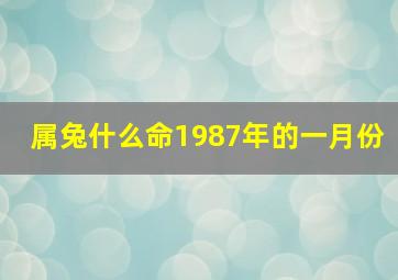 属兔什么命1987年的一月份