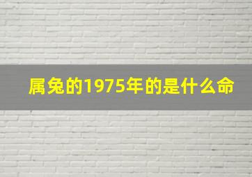 属兔的1975年的是什么命