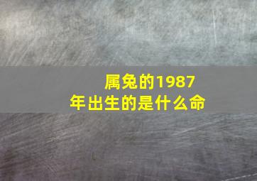 属兔的1987年出生的是什么命