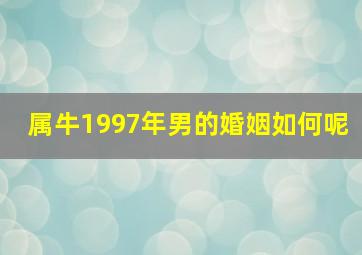 属牛1997年男的婚姻如何呢