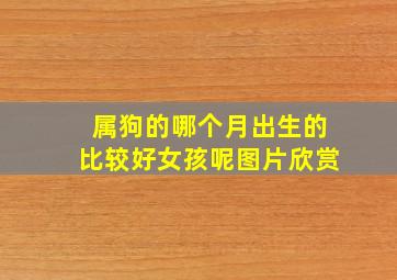 属狗的哪个月出生的比较好女孩呢图片欣赏