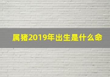 属猪2019年出生是什么命