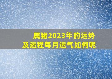 属猪2023年的运势及运程每月运气如何呢