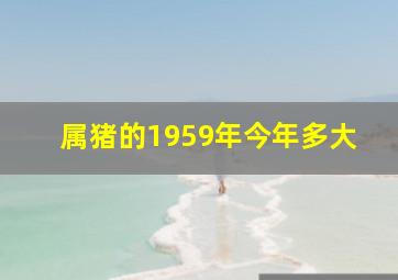 属猪的1959年今年多大