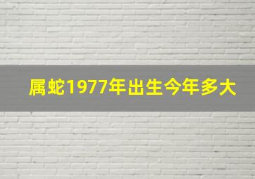 属蛇1977年出生今年多大