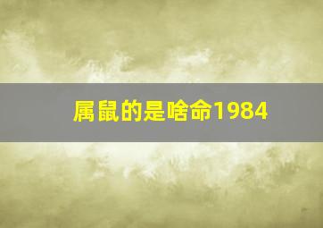 属鼠的是啥命1984