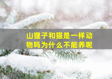 山狸子和猫是一样动物吗为什么不能养呢