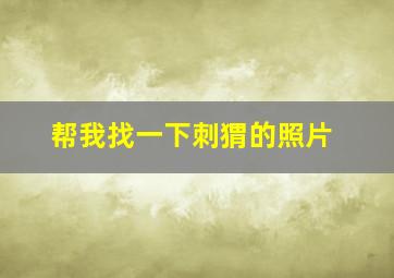 帮我找一下刺猬的照片