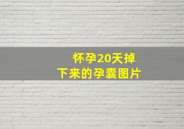 怀孕20天掉下来的孕囊图片