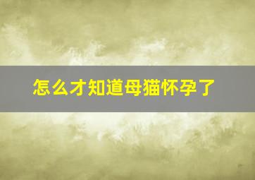 怎么才知道母猫怀孕了