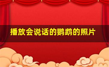 播放会说话的鹦鹉的照片