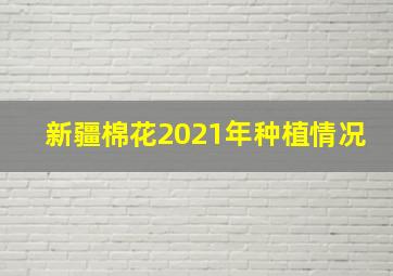 新疆棉花2021年种植情况