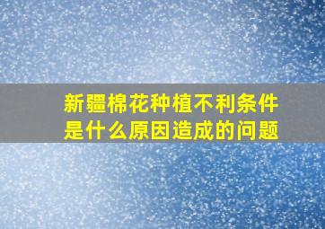 新疆棉花种植不利条件是什么原因造成的问题