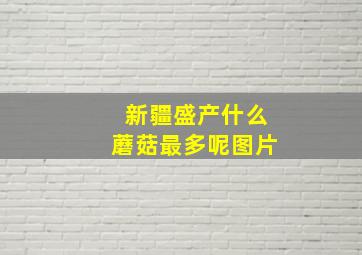 新疆盛产什么蘑菇最多呢图片