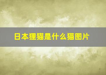 日本狸猫是什么猫图片