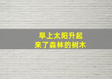 早上太阳升起来了森林的树木