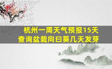 杭州一周天气预报15天查询盆栽向曰葵几天发芽