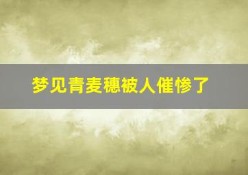 梦见青麦穗被人催惨了