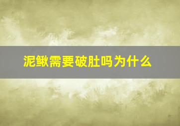 泥鳅需要破肚吗为什么