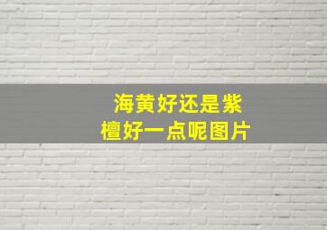 海黄好还是紫檀好一点呢图片