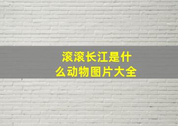 滚滚长江是什么动物图片大全