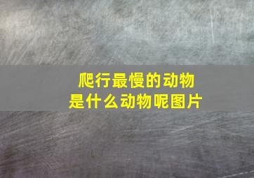 爬行最慢的动物是什么动物呢图片