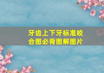 牙齿上下牙标准咬合图必背图解图片