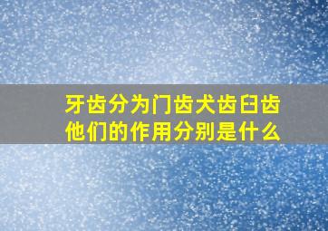 牙齿分为门齿犬齿臼齿他们的作用分别是什么