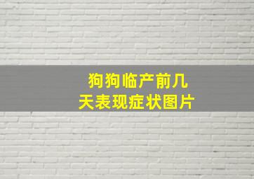 狗狗临产前几天表现症状图片