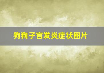 狗狗子宫发炎症状图片