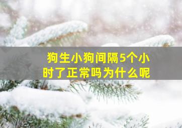 狗生小狗间隔5个小时了正常吗为什么呢