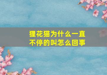 狸花猫为什么一直不停的叫怎么回事