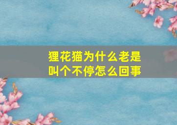 狸花猫为什么老是叫个不停怎么回事