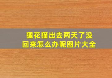 狸花猫出去两天了没回来怎么办呢图片大全