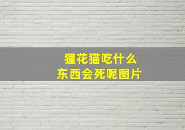 狸花猫吃什么东西会死呢图片