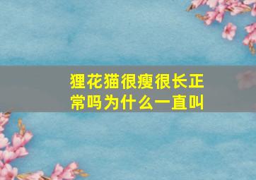 狸花猫很瘦很长正常吗为什么一直叫