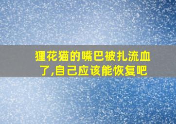 狸花猫的嘴巴被扎流血了,自己应该能恢复吧