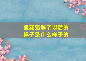 狸花猫胖了以后的样子是什么样子的