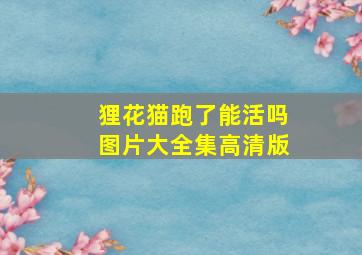 狸花猫跑了能活吗图片大全集高清版