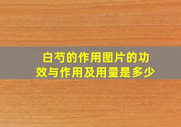 白芍的作用图片的功效与作用及用量是多少