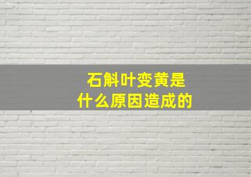 石斛叶变黄是什么原因造成的