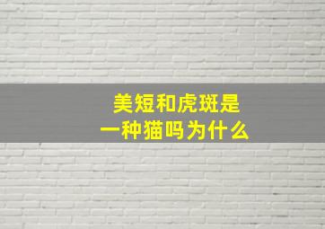 美短和虎斑是一种猫吗为什么