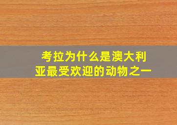 考拉为什么是澳大利亚最受欢迎的动物之一