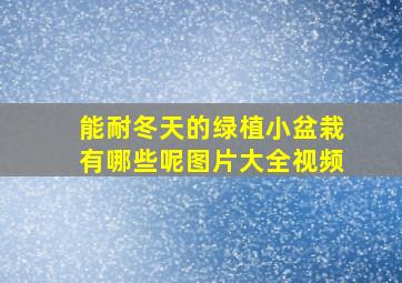 能耐冬天的绿植小盆栽有哪些呢图片大全视频