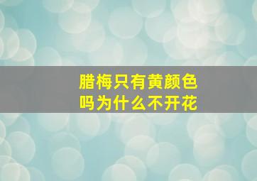 腊梅只有黄颜色吗为什么不开花