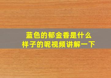 蓝色的郁金香是什么样子的呢视频讲解一下