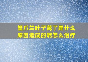 蟹爪兰叶子蔫了是什么原因造成的呢怎么治疗